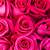 color rose pink