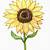 color sunflower drawing