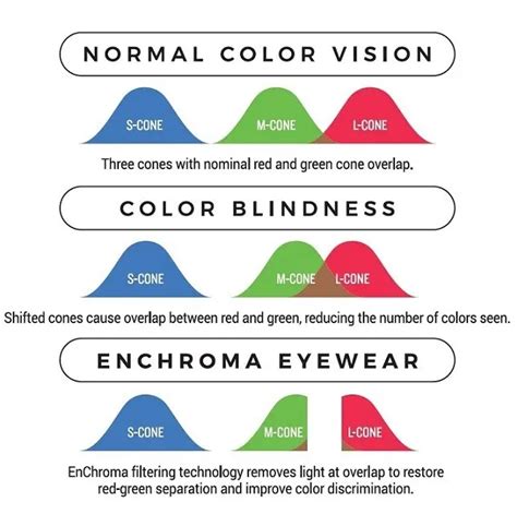 Color Vision Cones And Color-Coding In The Cortex