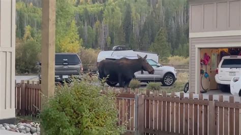 Colorado Moose Attacks
