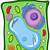 colored plant cell