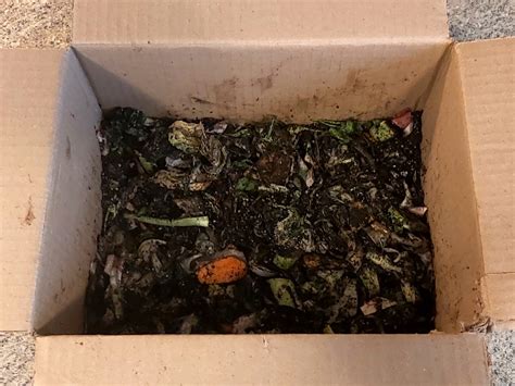 Colored Cardboard In Compost