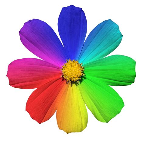 colored images of flowers