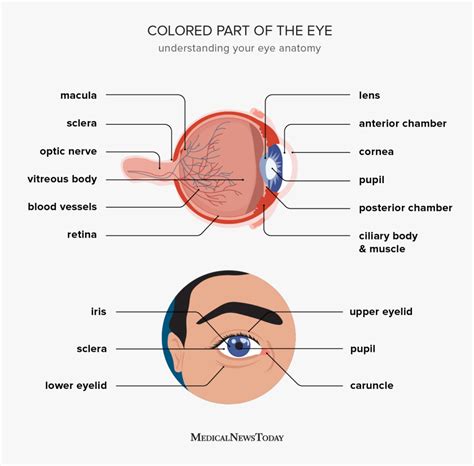 Colored Part of the Eye Iris Definition, Function, & Anatomy Health Kura
