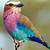 colorful bird named for its diet nyt