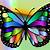 colorful butterfly pictures