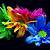 colorful flowers pictures