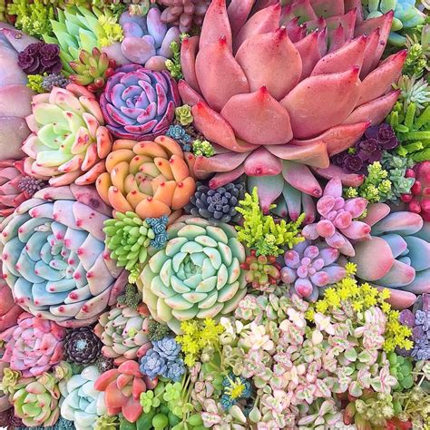 How To Grow Colorful Succulents Chopstick and Succulents