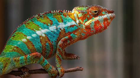 colorful animals