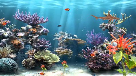 colorful coral reef fish moving wallpaper