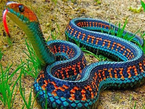 Colorful Snakes Coloring Wallpapers Download Free Images Wallpaper [coloring654.blogspot.com]