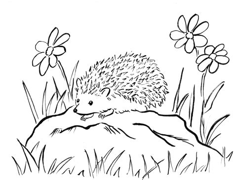 coloring pages for adults hedgehog
