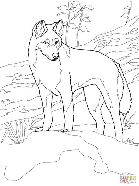 Coloring Page Dingo