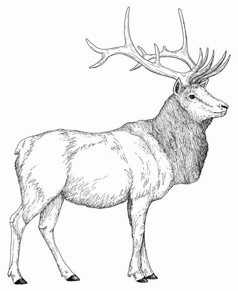 Coloring Page Elk