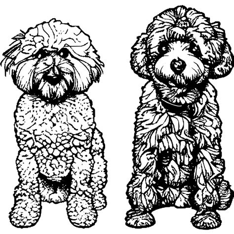 Coloring Page Mini Goldendoodle Second Generation