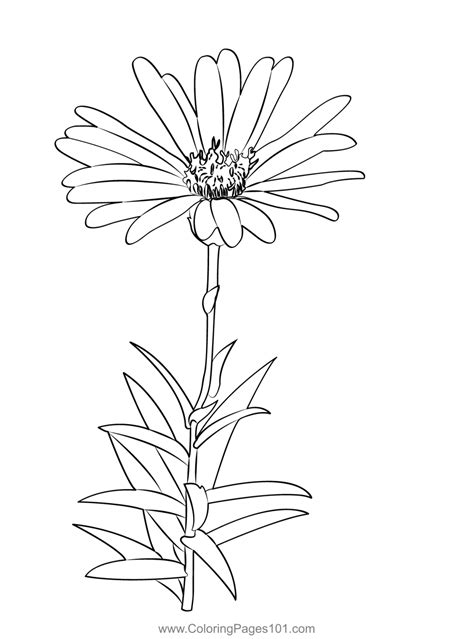 Coloring Pages For Asters