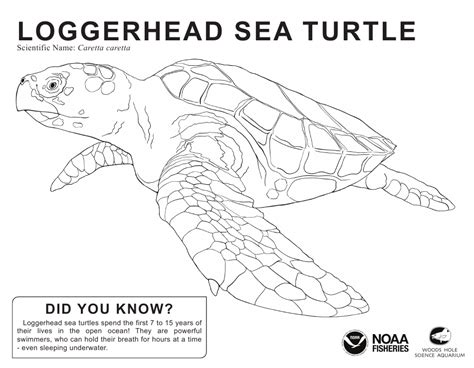 Coloring Pages For Loggerhead Sea Turtle