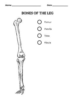 Coloring Pages Human Leg Bones