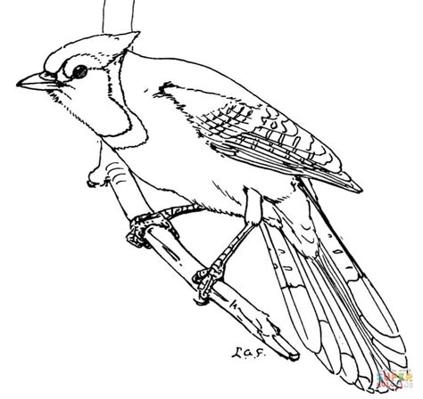 coloring pages realistic blue jay bird