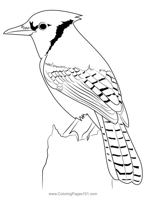 coloring picture of a blue jay