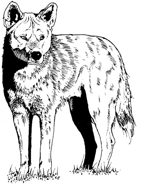 coloring picture of a coyote
