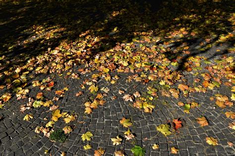 colorsofautumn cove veronica