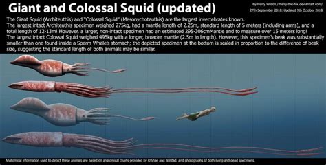 colossal squid compared to human