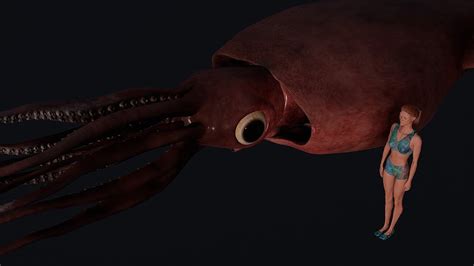 colossal squid size compared to human