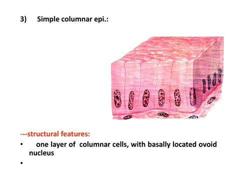 Columnar Cell Location