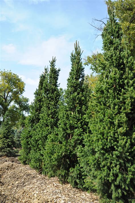 columnar norway spruce size