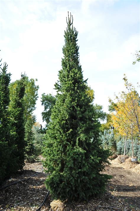 columnar norway spruce tree