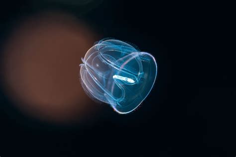 Comb Jelly Edible