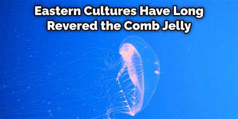 Comb Jelly Meaning