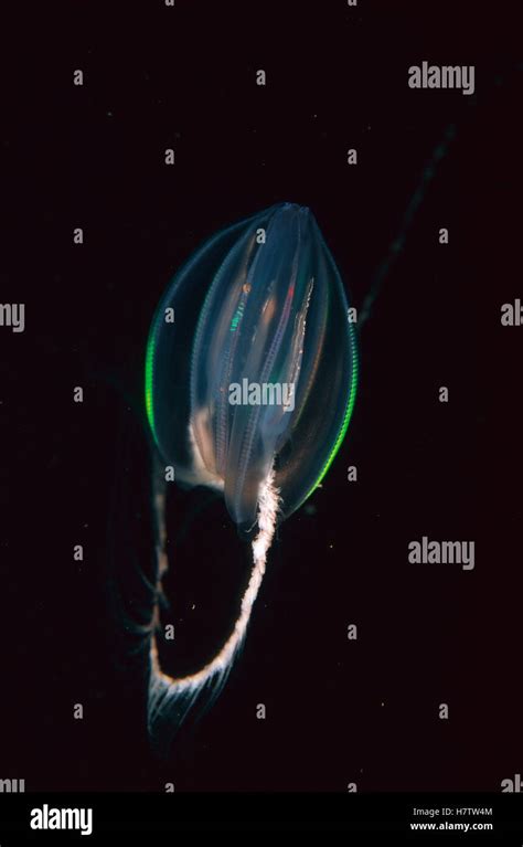 Comb Jellyfish Larvae