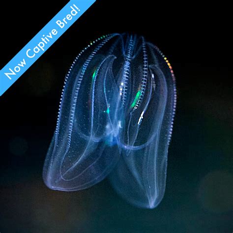 Comb Jellyfish Niche
