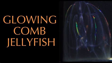 Comb Jellyfish Pet