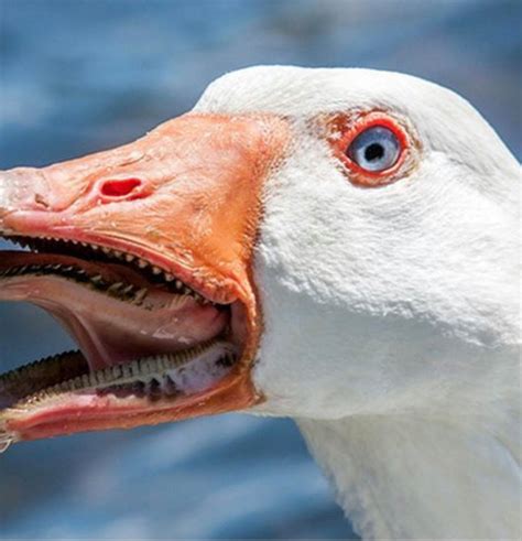 comb like structure on a duck's bill