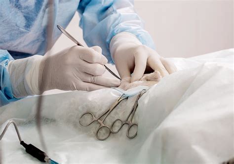 En combien de temps un chien se remet d