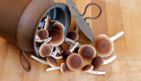 Funghi pioppini prosciutto e grana | Funghi pioppini in padella