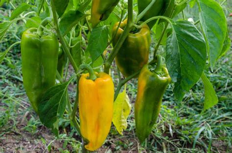come coltivare il peperone