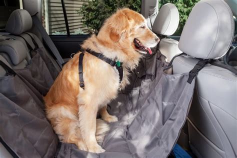 come portare il cane in auto