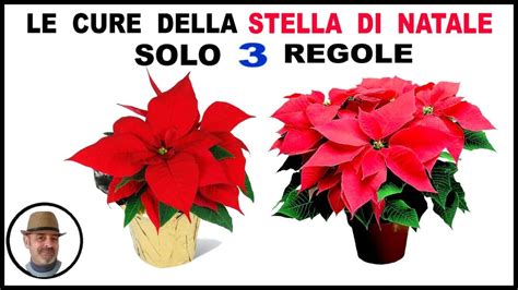 come tenere le stelle di natale