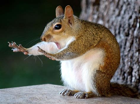 comedy animal photography of the year