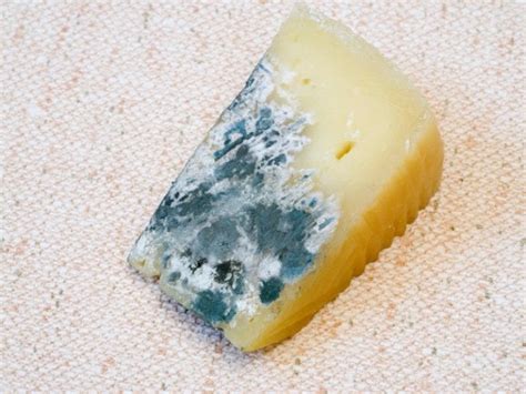 Comer Queso Con Moho