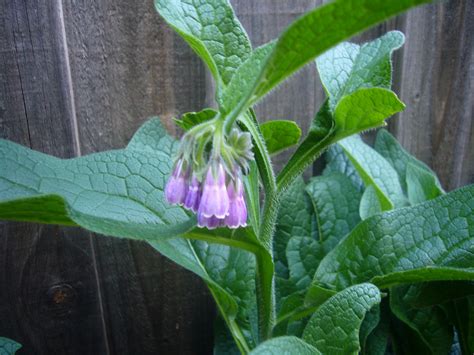 Everything You Need To Know About Comfrey Plant