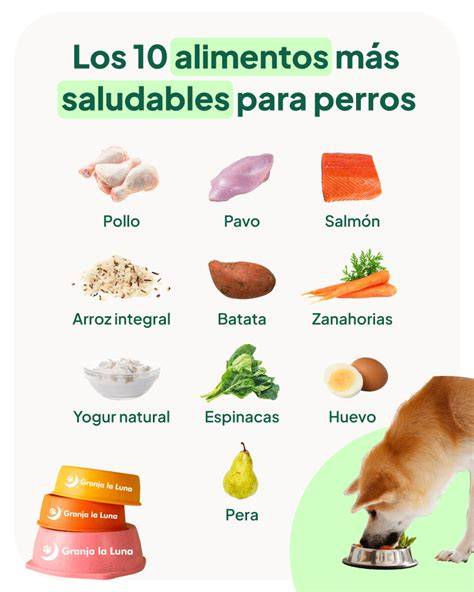 Alimentar a mis perros con comida casera ¿Cuáles son los resultados que