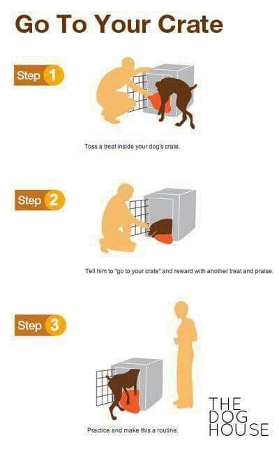 Command For Dog To Go In Crate