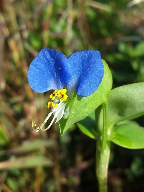 Commelina Communis Secrets Unveiled