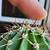 comment enlever les épines de cactus