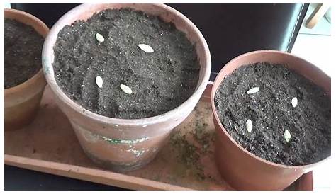 Courgette : comment la planter, semis et plantation